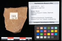 Foto (Objekt + Etikett) von Widdringtonia ungeri Endl. (NHMW-GEO-2024-0188-0141)